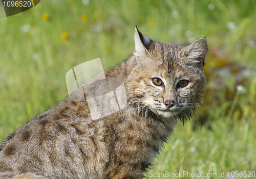 Image of Bobcat