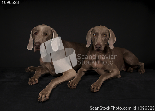 Image of Weimaraner Dogs