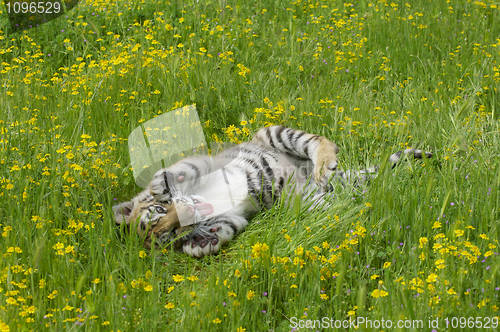 Image of Tiger Cub