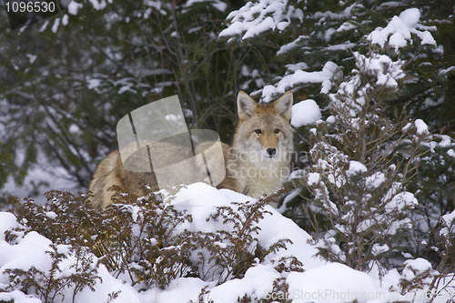 Image of Coyote