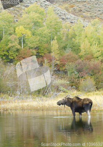 Image of American Moose