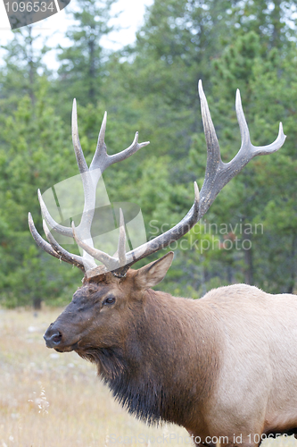 Image of Canadian Elk