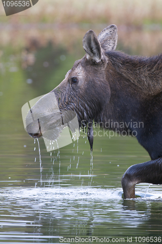 Image of American Moose