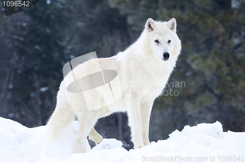 Image of Gray or Arctic Wolf