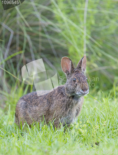 Image of Marsh Rabbit