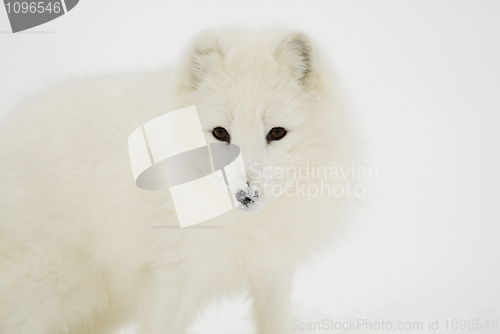 Image of Arctic Fox