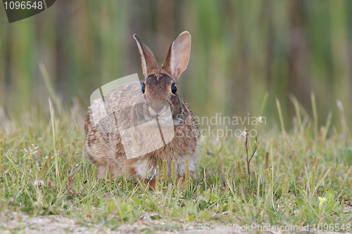 Image of Eastern Cottontail