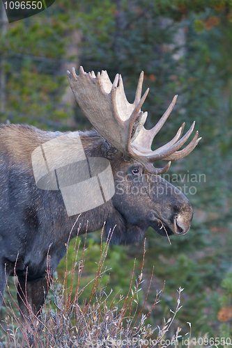 Image of American Moose