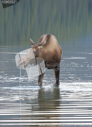 Image of American Moose