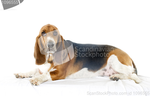 Image of Bassett Hound