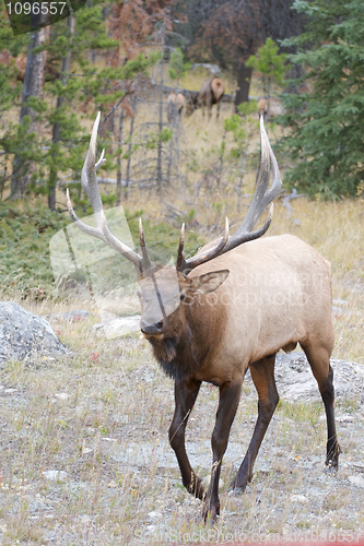 Image of Canadian Elk