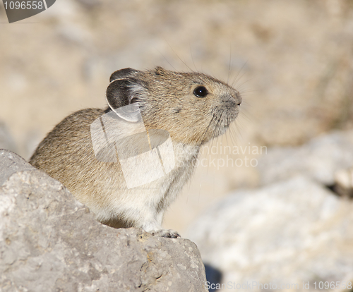 Image of American Pica