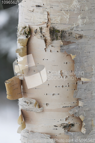 Image of Birch Tree