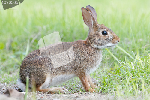 Image of Marsh Rabbit