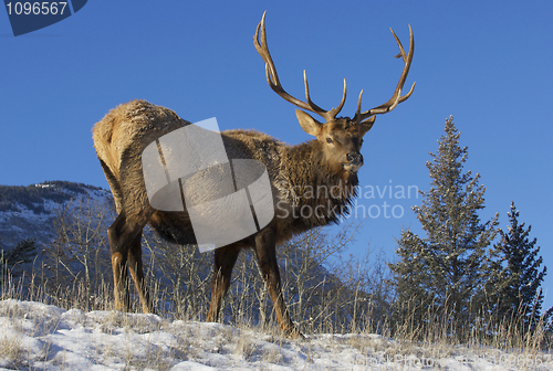 Image of Canadian Elk 