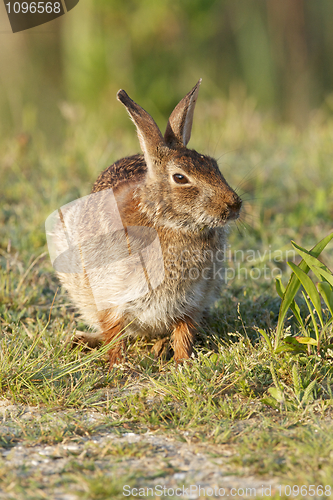 Image of Eastern Cottontail Rabbit