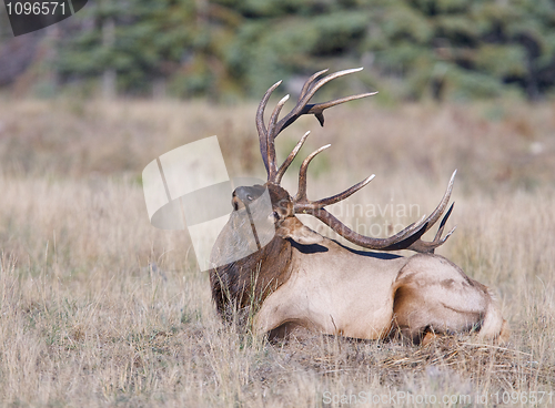 Image of Canadian Elk