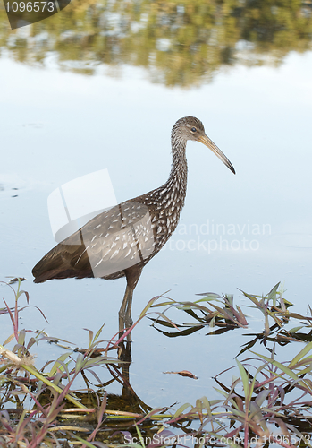 Image of Limpkin