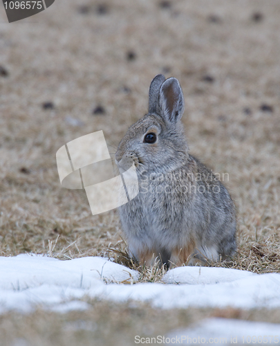 Image of Mountain Cottontail Rabbit 