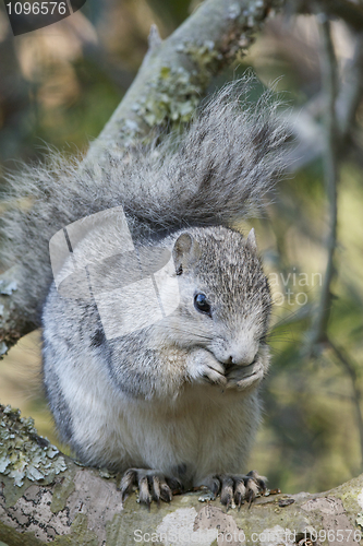 Image of Delmarva Peninsular Fox Squirrel 