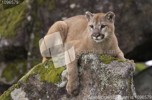 Image of Mountain Lion