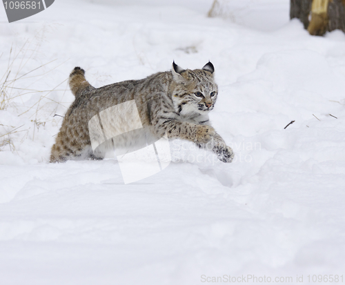 Image of Bobcat