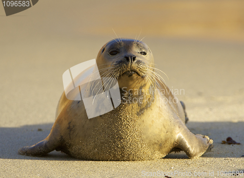 Image of Harbor Seal