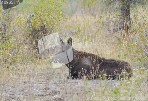 Image of American Moose