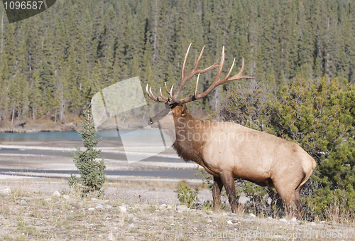 Image of Canadian Elk