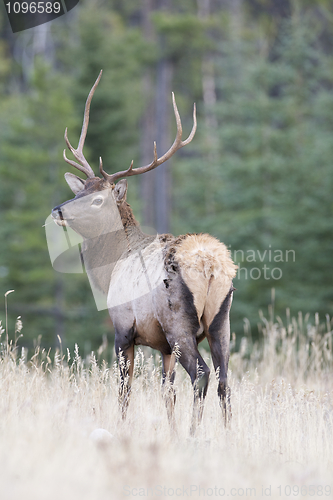 Image of Canadian Elk 