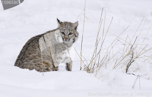 Image of Bobcat