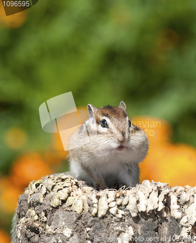 Image of Siberian Chipmunk