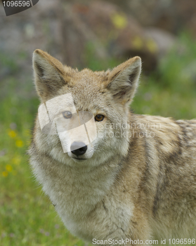 Image of Coyote