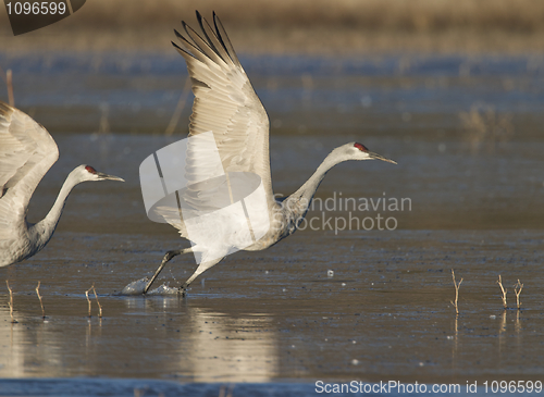 Image of SandHill Crane