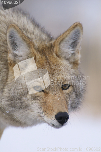 Image of Coyote