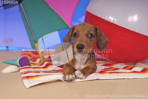 Image of Dachshund Dog at beach