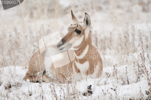 Image of Pronghorn