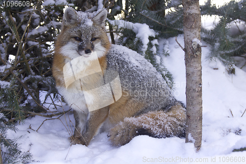 Image of Gray Fox