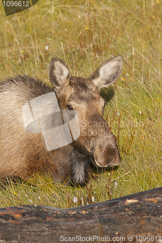 Image of American Moose