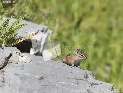 Image of Least Chipmunk