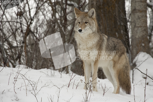 Image of Coyote 