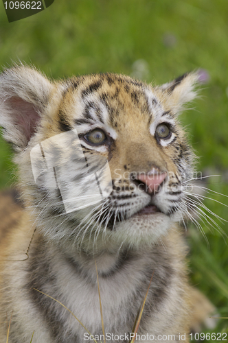 Image of Tiger Cub