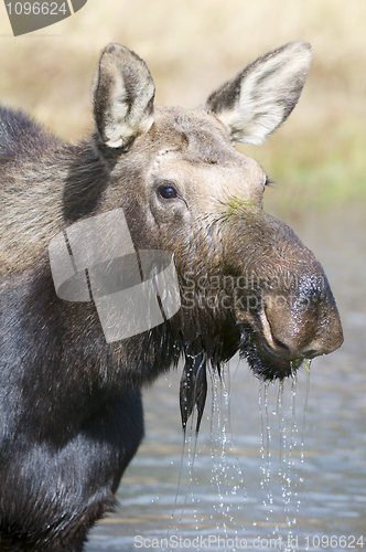 Image of American Moose