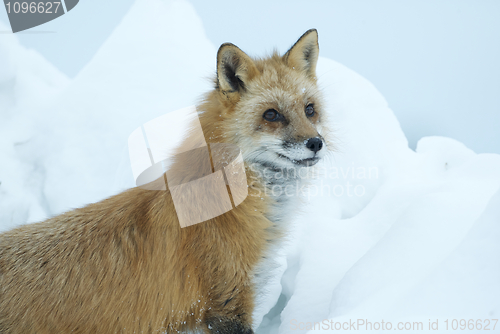 Image of Red Fox