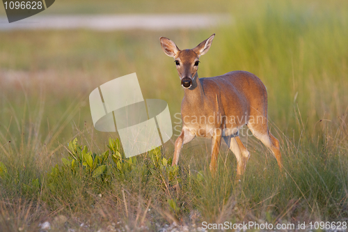 Image of Key Deer 