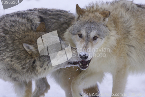 Image of Gray or Arctic Wolves