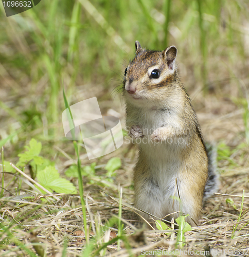 Image of Siberian Chipmunk