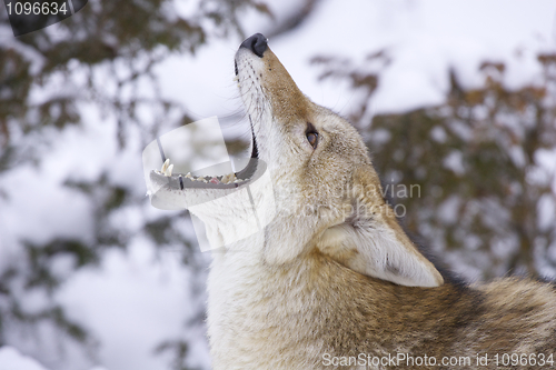 Image of Howling Coyote