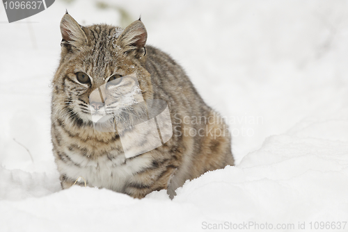 Image of Bobcat