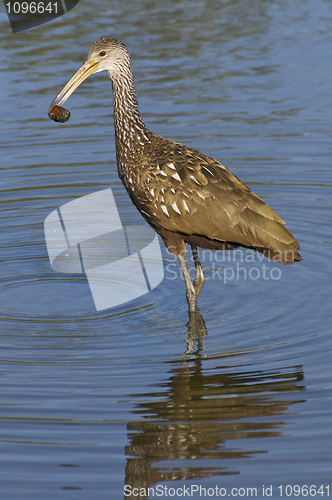 Image of Limpkin